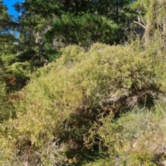 Clematis leptophylla (Small-leaf Clematis, Old Man's Beard) at Isaacs Ridge and Nearby - 14 Aug 2021 by Mike