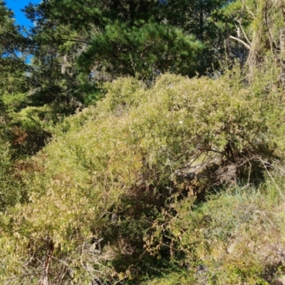 Clematis leptophylla (Small-leaf Clematis, Old Man's Beard) at Isaacs Ridge and Nearby - 14 Aug 2021 by Mike