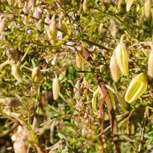 Clematis leptophylla at Isaacs, ACT - 14 Aug 2021