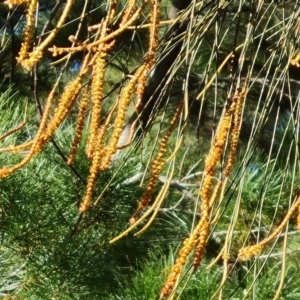 Allocasuarina verticillata at Isaacs, ACT - 14 Aug 2021