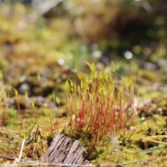 Unverified Moss, Liverwort or Hornwort at Gundaroo, NSW - 14 Aug 2021 by Gunyijan