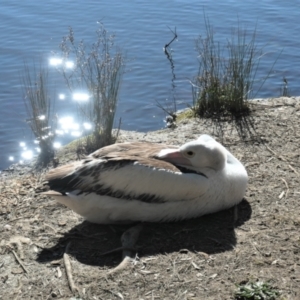 Pelecanus conspicillatus at Gungahlin, ACT - 14 Aug 2021