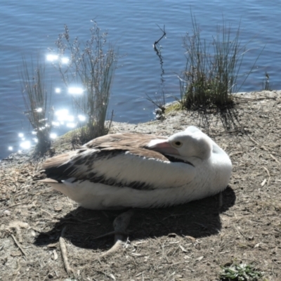 Pelecanus conspicillatus (Australian Pelican) at Gungahlin, ACT - 14 Aug 2021 by TrishGungahlin