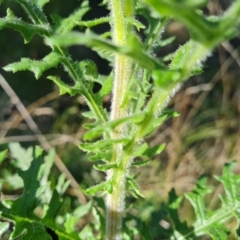 Senecio bathurstianus (Rough Fireweed) at Isaacs, ACT - 14 Aug 2021 by Mike