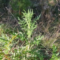 Senecio bathurstianus at Isaacs, ACT - 14 Aug 2021