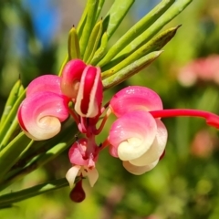 Grevillea rosmarinifolia subsp. rosmarinifolia (Rosemary Grevillea) at Isaacs, ACT - 14 Aug 2021 by Mike