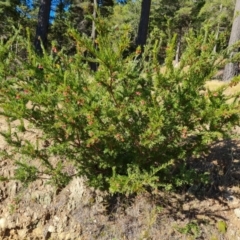 Grevillea rosmarinifolia subsp. rosmarinifolia at Isaacs, ACT - 14 Aug 2021