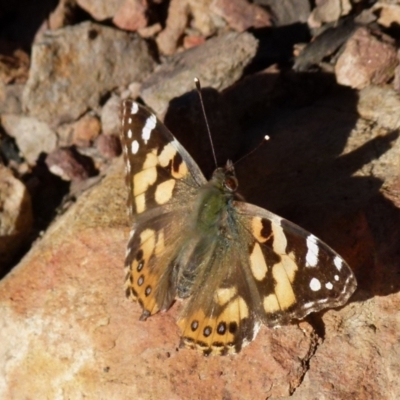 Vanessa kershawi (Australian Painted Lady) at Jerrabomberra, NSW - 14 Aug 2021 by Paul4K