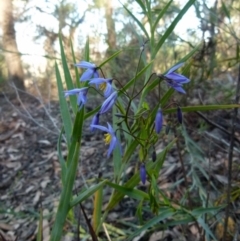 Stypandra glauca (Nodding Blue Lily) at Mount Jerrabomberra QP - 14 Aug 2021 by Paul4K