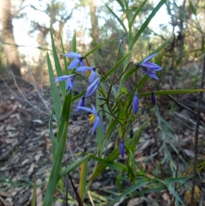 Stypandra glauca (Nodding Blue Lily) at Jerrabomberra, NSW - 14 Aug 2021 by Paul4K