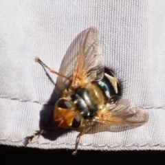 Microtropesa sp. (genus) at Jerrabomberra, NSW - 14 Aug 2021