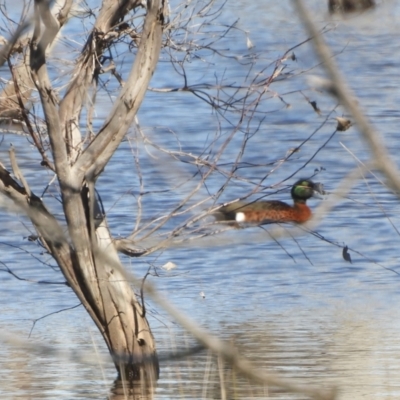 Anas castanea (Chestnut Teal) at Mulligans Flat - 12 Aug 2021 by SimoneC