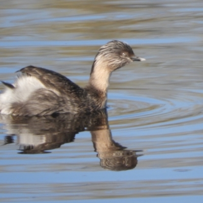 Poliocephalus poliocephalus (Hoary-headed Grebe) at Murrumbateman, NSW - 14 Aug 2021 by SimoneC