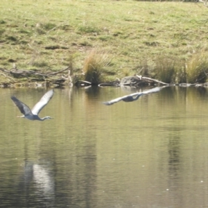 Egretta novaehollandiae at Murrumbateman, NSW - 14 Aug 2021 11:22 AM