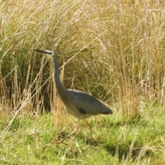 Egretta novaehollandiae at Murrumbateman, NSW - 14 Aug 2021 11:22 AM