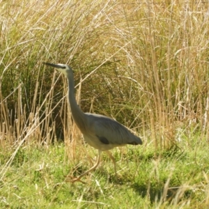 Egretta novaehollandiae at Murrumbateman, NSW - 14 Aug 2021 11:22 AM