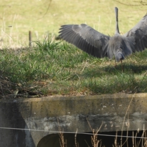 Egretta novaehollandiae at Murrumbateman, NSW - 14 Aug 2021 11:22 AM