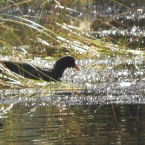 Gallinula tenebrosa at Murrumbateman, NSW - 14 Aug 2021