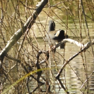 Gallinula tenebrosa at Murrumbateman, NSW - 14 Aug 2021