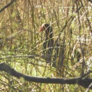 Gallinula tenebrosa at Murrumbateman, NSW - 14 Aug 2021