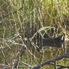Gallinula tenebrosa at Murrumbateman, NSW - 14 Aug 2021