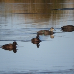 Anas superciliosa (Pacific Black Duck) at Murrumbateman, NSW - 14 Aug 2021 by SimoneC