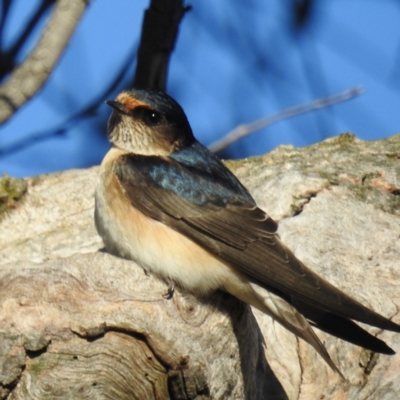 Petrochelidon nigricans (Tree Martin) at Stromlo, ACT - 14 Aug 2021 by HelenCross