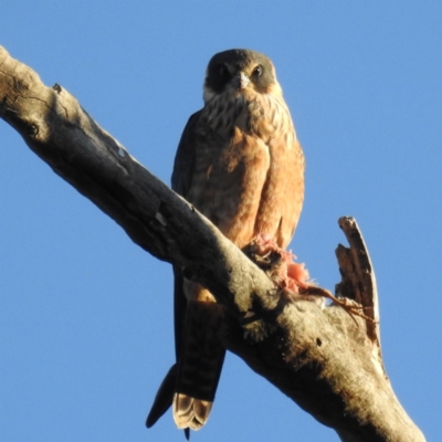Falco longipennis (Australian Hobby) at Lions Youth Haven - Westwood Farm A.C.T. - 13 Aug 2021 by HelenCross