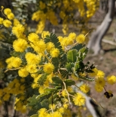 Acacia baileyana (Cootamundra Wattle, Golden Mimosa) at Hackett, ACT - 14 Aug 2021 by WalterEgo
