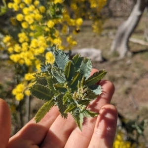 Acacia baileyana at Hackett, ACT - 14 Aug 2021