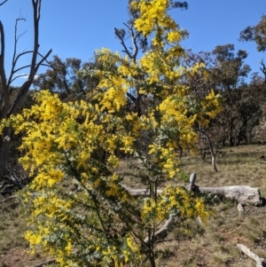 Acacia baileyana at Hackett, ACT - 14 Aug 2021