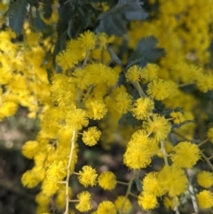 Acacia baileyana (Cootamundra Wattle, Golden Mimosa) at Downer, ACT - 14 Aug 2021 by WalterEgo