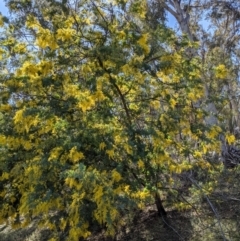 Acacia baileyana at Downer, ACT - 14 Aug 2021