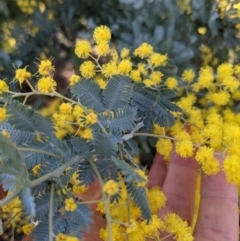 Acacia baileyana at Downer, ACT - 14 Aug 2021