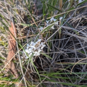 Hovea heterophylla at Downer, ACT - 14 Aug 2021 01:00 PM