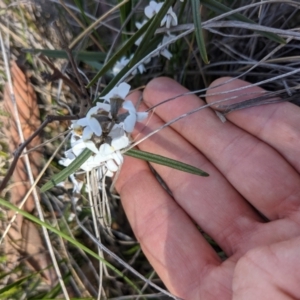 Hovea heterophylla at Downer, ACT - 14 Aug 2021