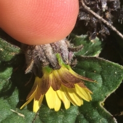 Cymbonotus sp. (preissianus or lawsonianus) at Acton, ACT - 14 Aug 2021