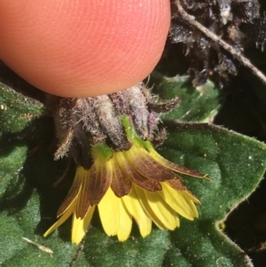 Cymbonotus sp. (preissianus or lawsonianus) at Acton, ACT - 14 Aug 2021