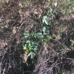 Passiflora cinnabarina at Acton, ACT - 14 Aug 2021 11:18 PM