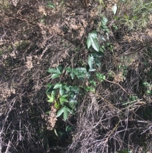Passiflora cinnabarina at Acton, ACT - 14 Aug 2021