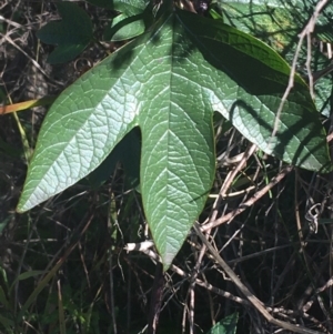 Passiflora cinnabarina at Acton, ACT - 14 Aug 2021 11:18 PM