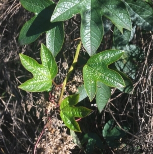 Passiflora cinnabarina at Acton, ACT - 14 Aug 2021