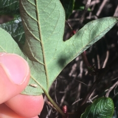 Passiflora cinnabarina at Acton, ACT - 14 Aug 2021