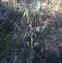 Solanum brownii (Violet Nightshade) at Acton, ACT - 14 Aug 2021 by Ned_Johnston