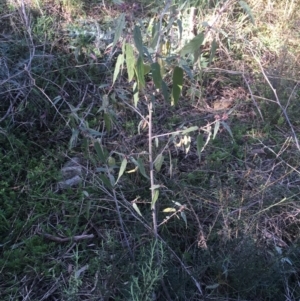 Solanum brownii at Acton, ACT - 14 Aug 2021