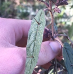 Solanum brownii at Acton, ACT - 14 Aug 2021