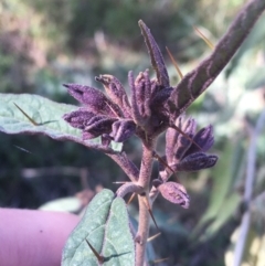 Solanum brownii at Acton, ACT - 14 Aug 2021