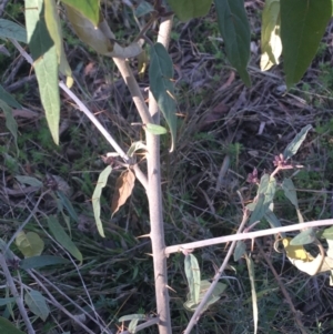 Solanum brownii at Acton, ACT - 14 Aug 2021