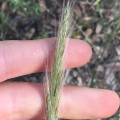 Dichelachne micrantha (Short-Haired Plume Grass) at Acton, ACT - 14 Aug 2021 by NedJohnston