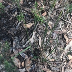 Dichelachne micrantha at Acton, ACT - 14 Aug 2021 11:26 AM